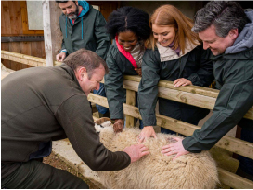 Sheep wool care