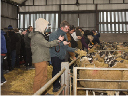 Feeding the sheep